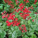 Heuchera sanguinea 'Splendens'